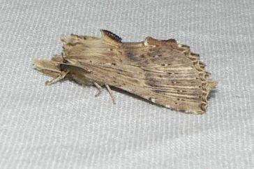 Snuitvlinder pterostoma palpina.jpg - Snuitvlinder - Pterostoma palpina